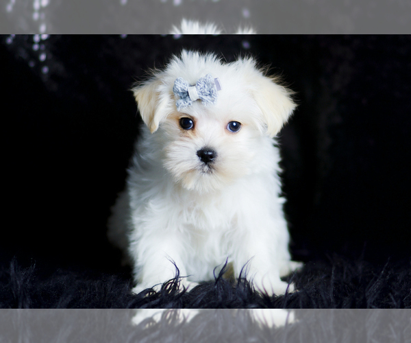 Medium Photo #74 Morkie Puppy For Sale in WARSAW, IN, USA