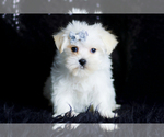 Small Photo #74 Morkie Puppy For Sale in WARSAW, IN, USA