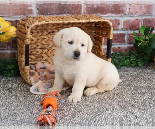 Medium Photo #16 Labrador Retriever Puppy For Sale in SYRACUSE, IN, USA