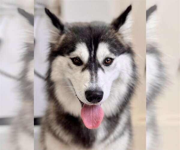 Medium Photo #3 Border Collie-Huskies  Mix Puppy For Sale in Dana Point, CA, USA
