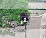 Small #13 Bernese Mountain Dog