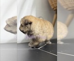 Small #1 Pomeranian