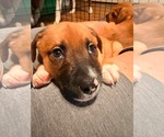 Small #2 Golden Dox