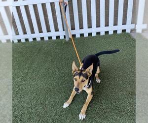 Texas Heeler-Unknown Mix Dogs for adoption in Modesto, CA, USA