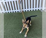 A615411 - Female Texas Heeler-Unknown Mix Dog for Adoption - Small photo