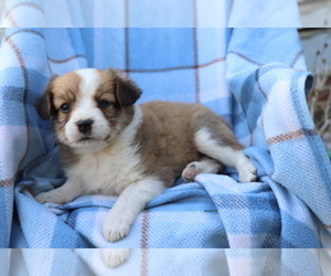 Miniature Australian Shepherd-Mutt Mix Puppy for sale in SHILOH, OH, USA