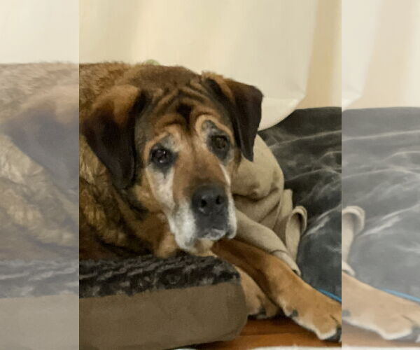 Medium Photo #22 Mutt Puppy For Sale in Mount Laurel, NJ, USA