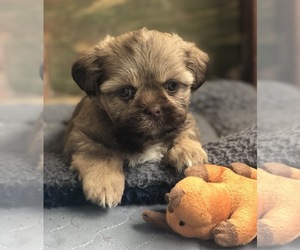 Shih Tzu Puppy for sale in MILTON, FL, USA