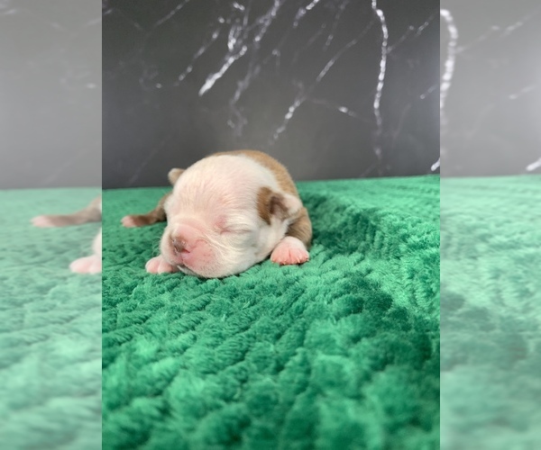 Medium Photo #14 Boston Terrier Puppy For Sale in TULARE, CA, USA