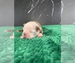 Small Photo #14 Boston Terrier Puppy For Sale in TULARE, CA, USA