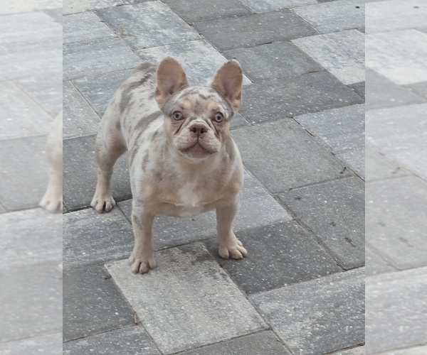 Medium Photo #1 French Bulldog Puppy For Sale in NORTH PORT, FL, USA