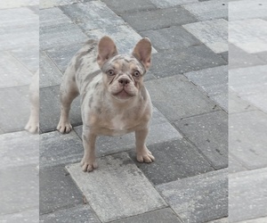 French Bulldog Puppy for sale in NORTH PORT, FL, USA