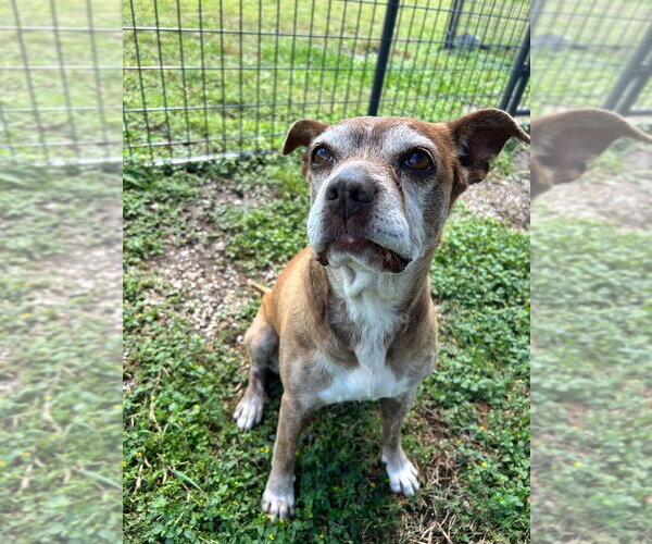 Medium Photo #4 Mutt Puppy For Sale in Abbeville, LA, USA