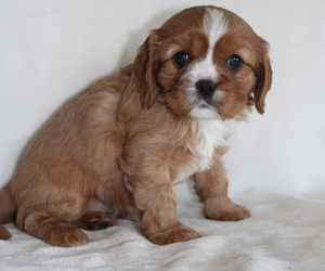 Cavalier King Charles Spaniel Puppy for sale in MARTINSBURG, PA, USA