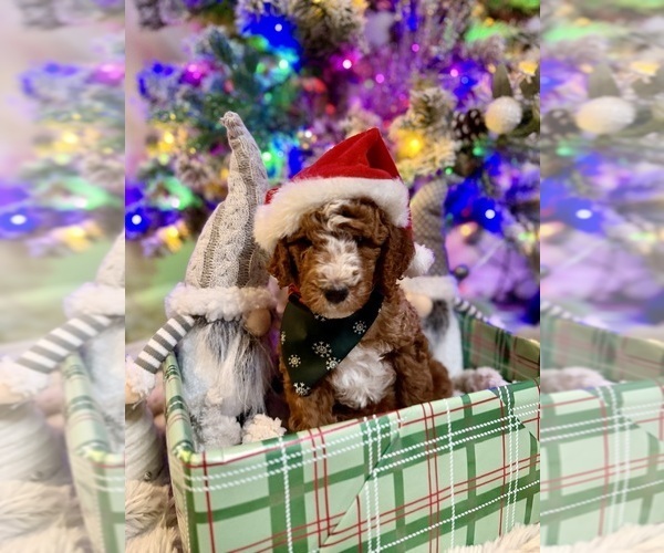 Medium Photo #2 Goldendoodle mix (+ Poodle Miniature) Puppy For Sale in BRONX, NY, USA