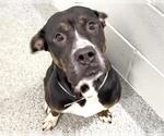 Small #1 American Pit Bull Terrier