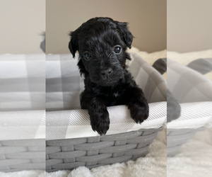 Havanese-Poodle (Toy) Mix Puppy for sale in BOWLING GREEN, KY, USA