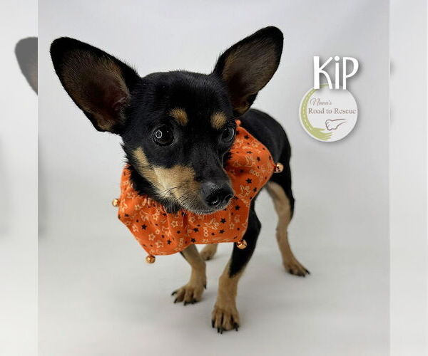 Medium Photo #3 Chiranian Puppy For Sale in Benton, LA, USA
