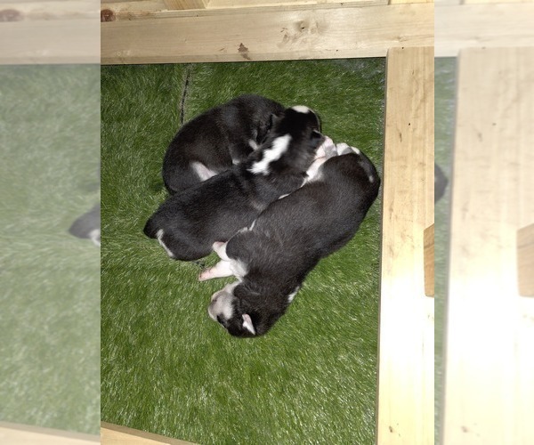 Medium Photo #22 Siberian Husky Puppy For Sale in ALTON, IL, USA