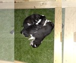 Small #20 Siberian Husky