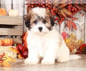 Zuchon Puppy for sale in MOUNT VERNON, OH, USA