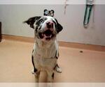Small Labrador Retriever Mix