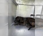 Small American Pit Bull Terrier Mix