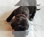 Small Photo #30 Mastiff Puppy For Sale in FULTON, NY, USA