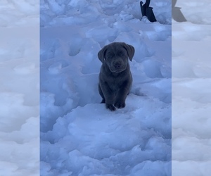 Labrador Retriever Puppy for sale in MONTICELLO, UT, USA