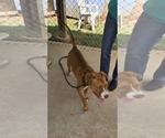 Small #2 American Pit Bull Terrier Mix