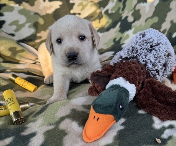 Medium Photo #6 Labrador Retriever Puppy For Sale in POLKTON, NC, USA