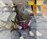 Small Photo #21 Staffordshire Bull Terrier-Unknown Mix Puppy For Sale in Germantown, OH, USA