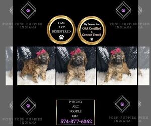 Poodle (Miniature) Puppy for sale in WARSAW, IN, USA