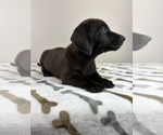 Small #3 Dachshund