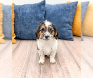 Beaglier Puppy for sale in MILLERSBURG, OH, USA