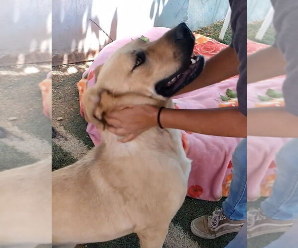 Medium Photo #13 Mutt Puppy For Sale in Apple Valley, CA, USA