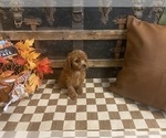 Small #3 Cavapoo (Miniature)