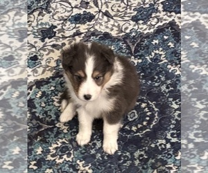 Shetland Sheepdog Dogs for adoption in SHERIDAN, AR, USA