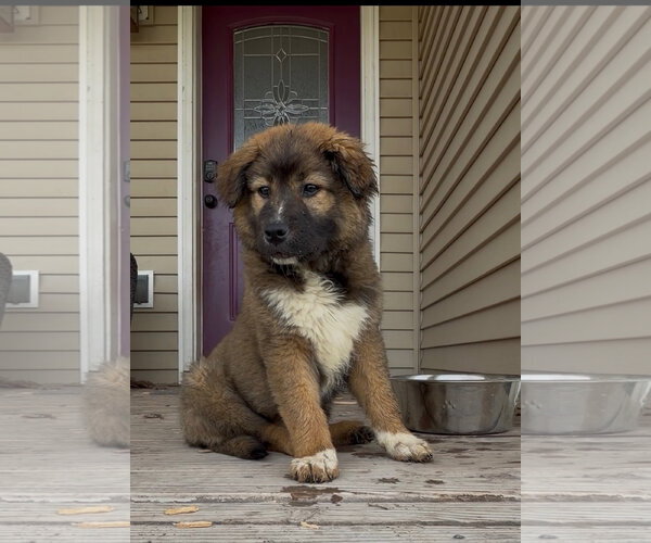 Medium Photo #6 Great Pyrenees-Unknown Mix Puppy For Sale in Polson, MT, USA