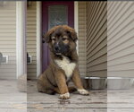 Small #5 Great Pyrenees Mix