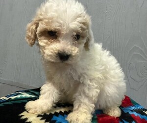 Poodle (Miniature)-Zuchon Mix Puppy for sale in MITCHELL, SD, USA