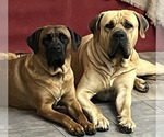 Small Photo #7 Boerboel-Cane Corso Mix Puppy For Sale in MARION, OH, USA