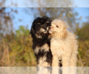 ShihPoo Puppy for sale in DYERSBURG, TN, USA
