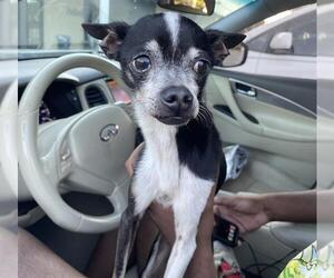 Chihuahua Dogs for adoption in Fort Lauderdale, FL, USA