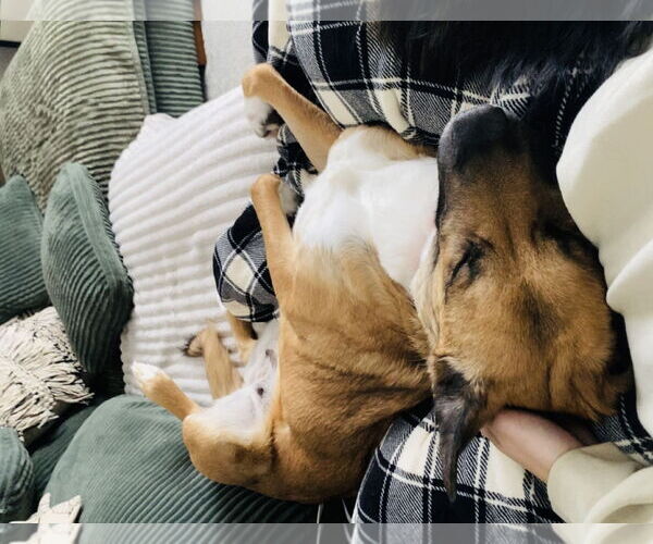 Medium Photo #5 Labrador Retriever-Unknown Mix Puppy For Sale in Princeton, MN, USA