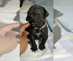 Small Photo #97 Boerboel Puppy For Sale in LAS CRUCES, NM, USA