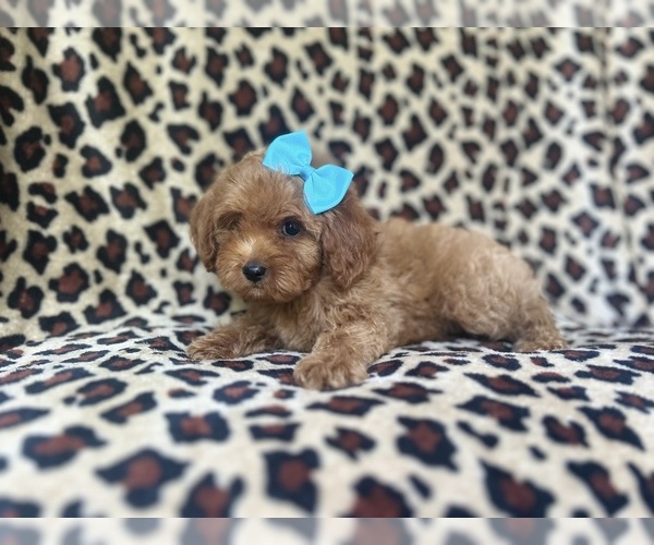 Medium Photo #4 Cock-A-Poo Puppy For Sale in LAKELAND, FL, USA