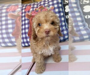 Cockapoo Puppy for sale in TAMPA, FL, USA