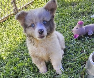 Pembroke Welsh Corgi Puppy for sale in MILTON, WI, USA