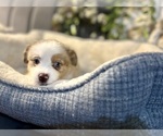 Puppy Violet Australian Shepherd